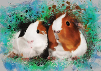 Guinea pig Custom Digital Pet portrait
